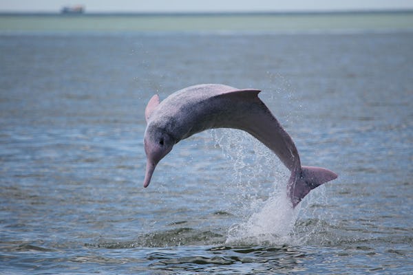 Kuching Wetland River Cruise With Dolphin Watching