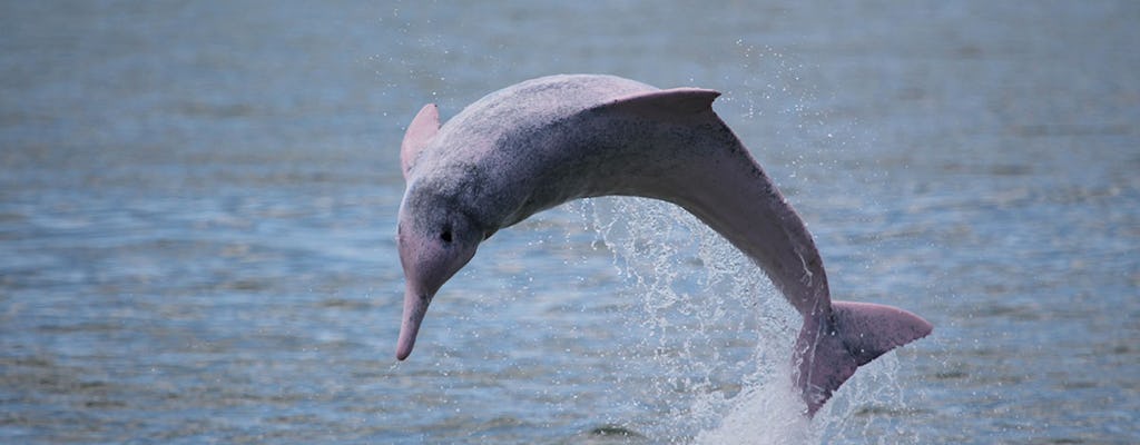 Rejs rzeki Kuching Wetland z delfinów