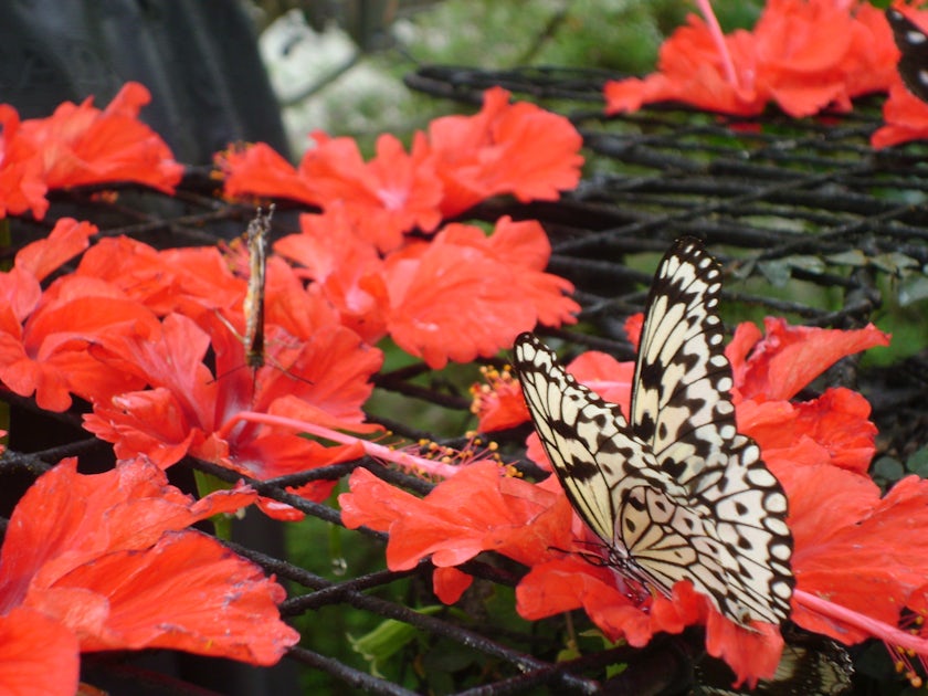 Penang Butterfly Farm And Tropical Spice Garden Tour