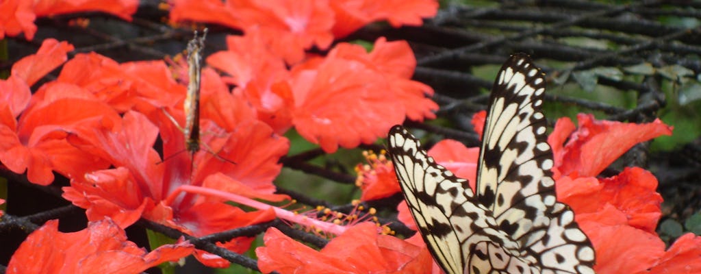 Visite de la ferme aux papillons et du jardin d'épices tropicales de Penang