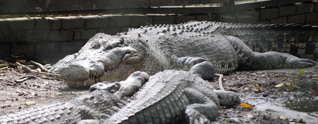 Miri Crocodile Farm und Mini Zoo Tour