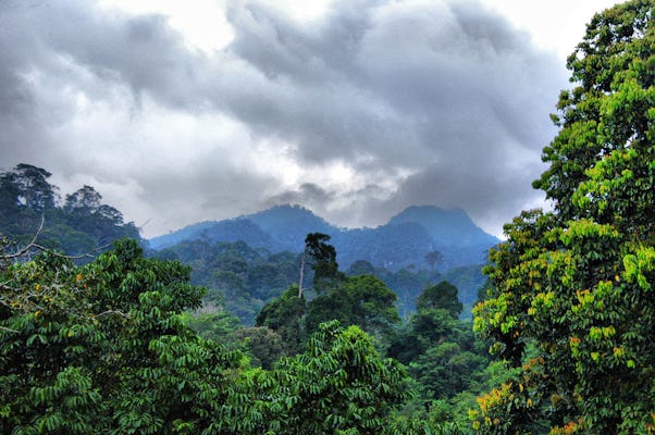 Excursão a floresta tropical de Bornéu