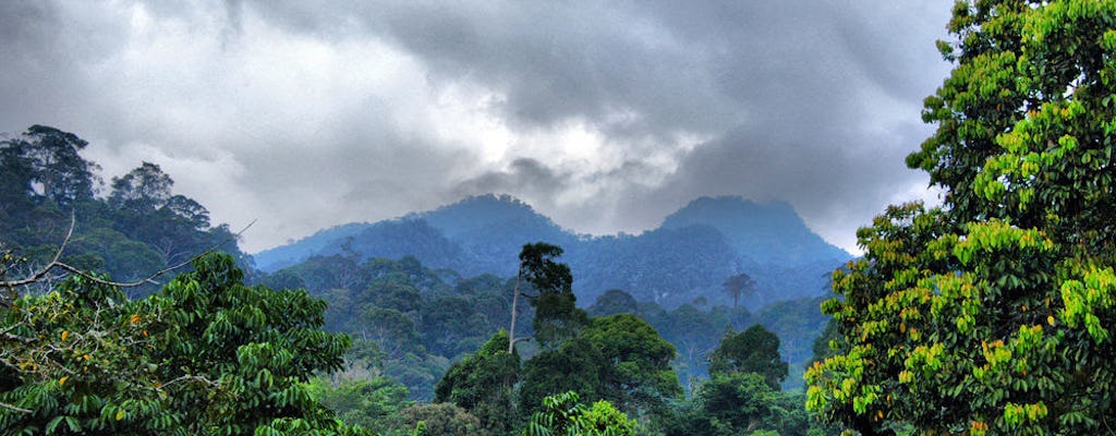Excursão a floresta tropical de Bornéu