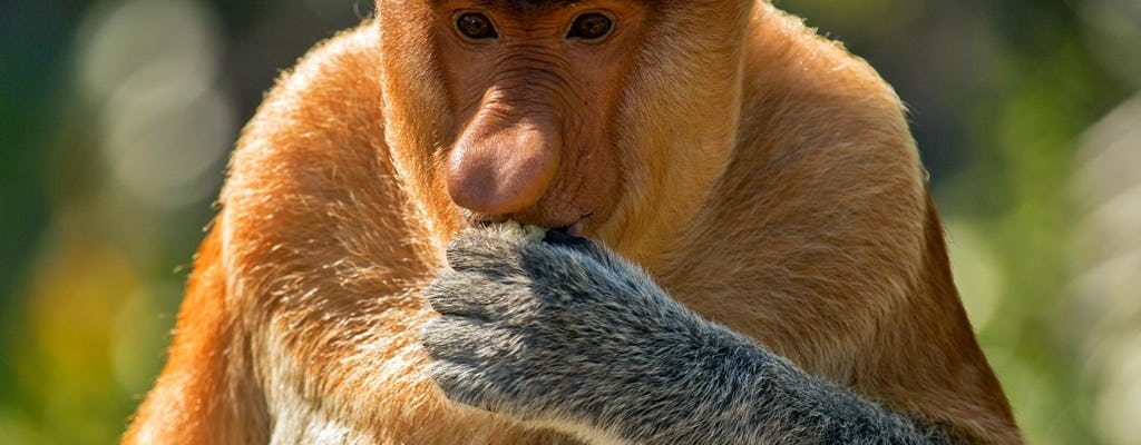 Sepilok Orang Utan and Proboscis Monkey Adventure