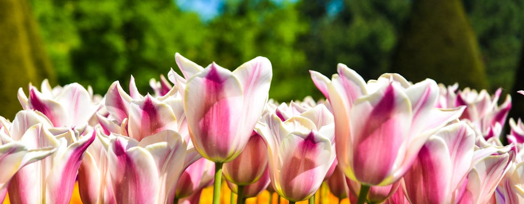 Visite guidée de Keukenhof et des champs de fleurs au départ de La Haye