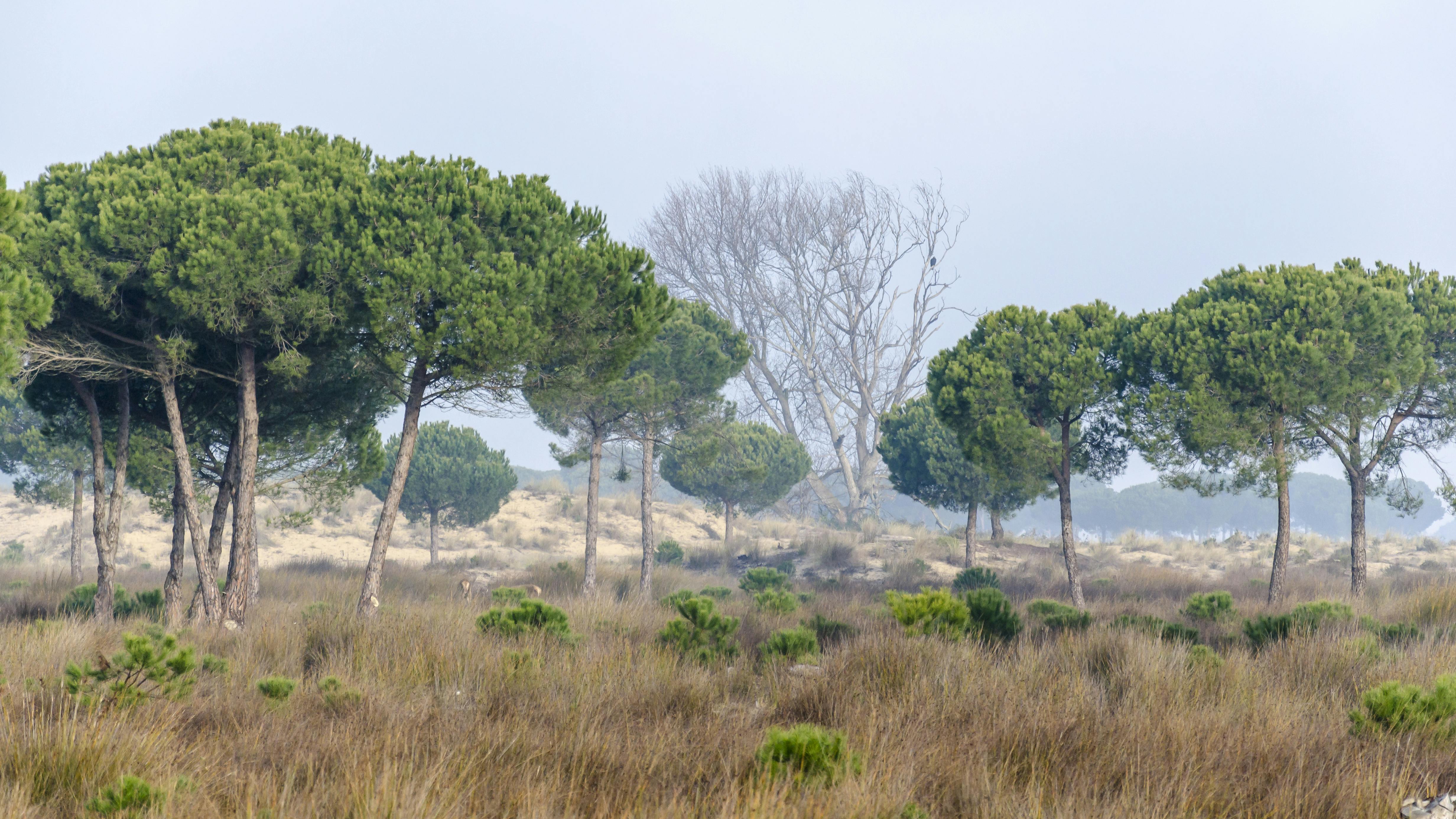 Parc national de Doñana