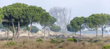 Doñana Nationalpark