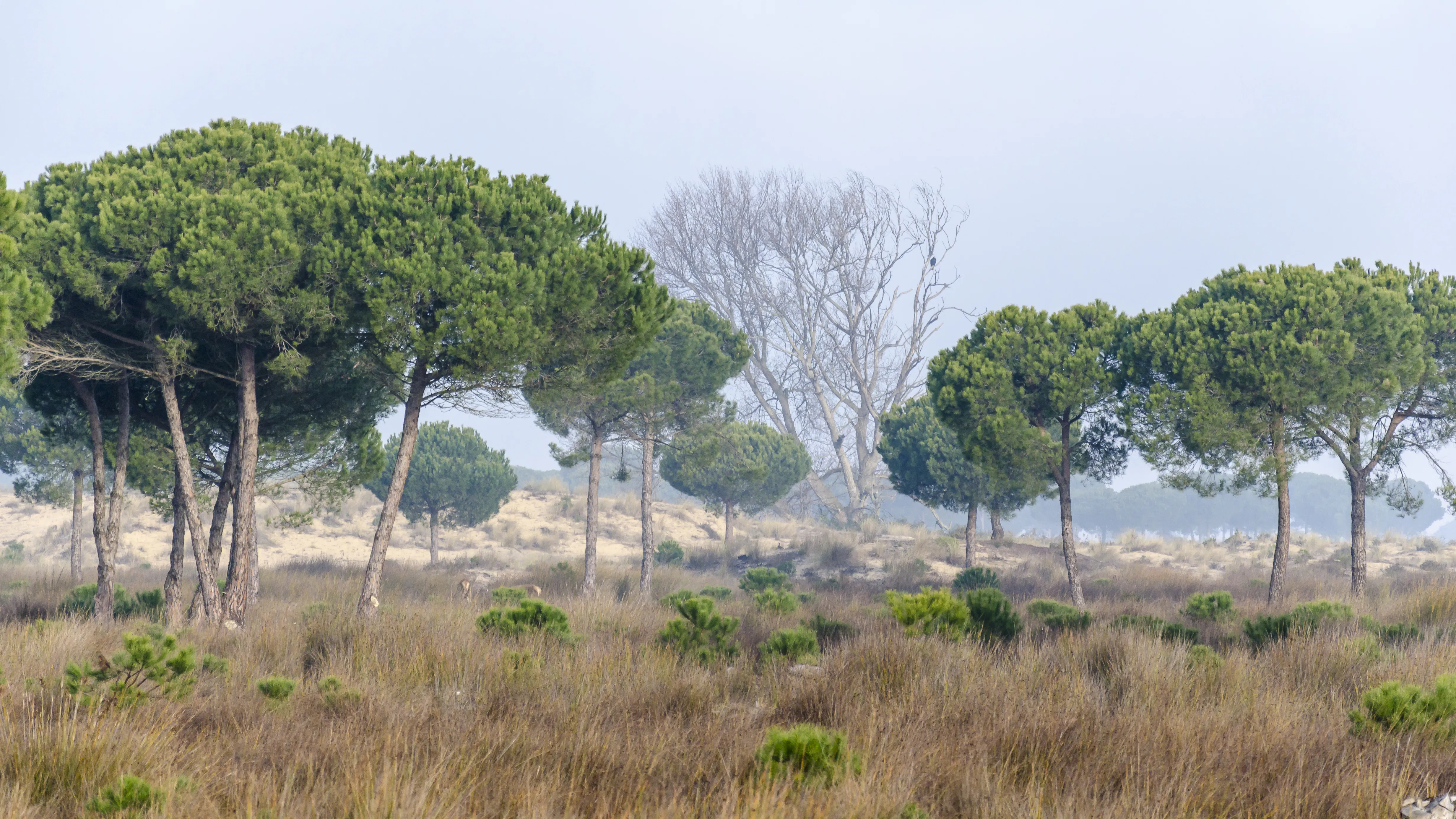 Parco Nazionale di Doñana