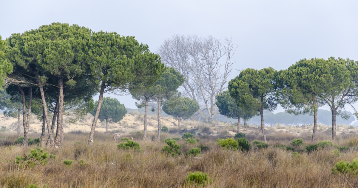 Doñana National Park  musement