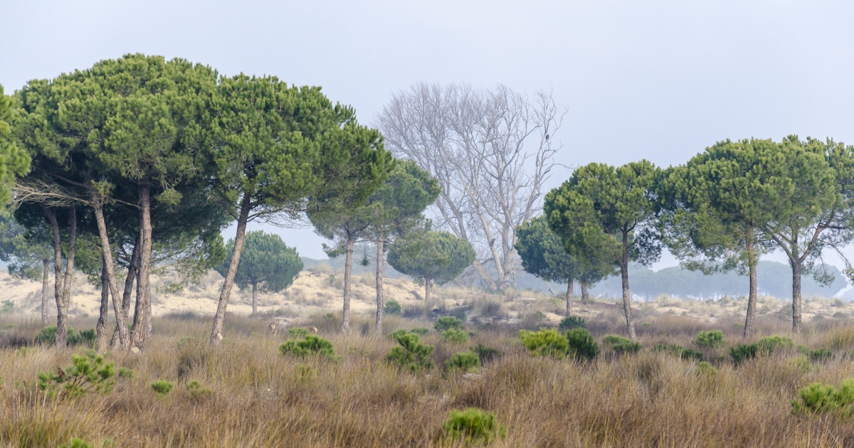 Doñana National Park Nature Tours & Regional Day Trips