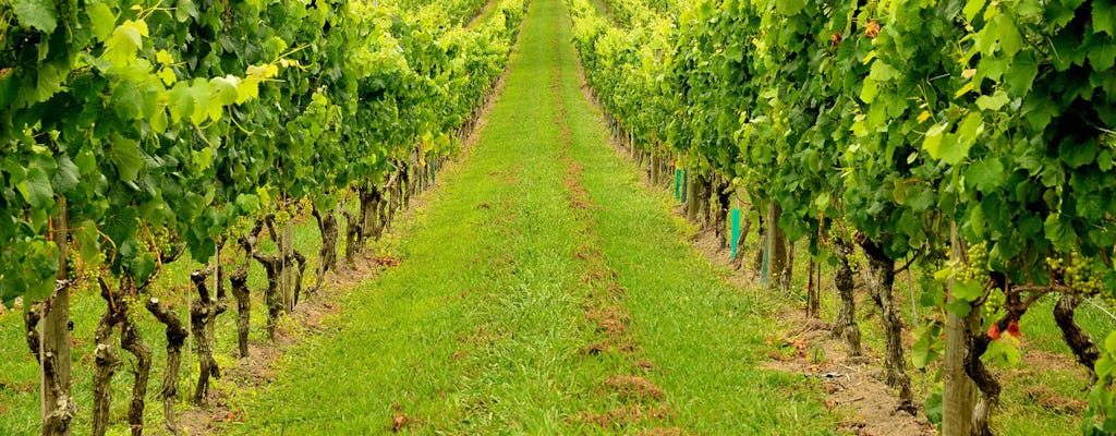 Degustación con visita a la bodega