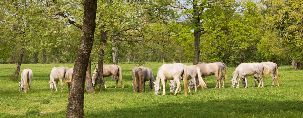 Excursion d'une journée aux grottes de Škocjan et au haras de Lipica