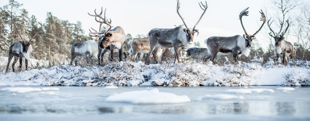 Day trip to Ranua Zoo with husky farm and reindeer farm visit