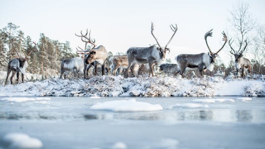 Day trip to Ranua Zoo with husky farm and reindeer farm visit