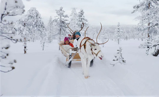 Forest trail reindeer safari