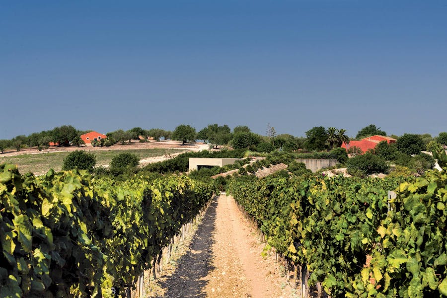 Discover Planeta Winery: tasting experiences at Cantina Buonvini in Noto