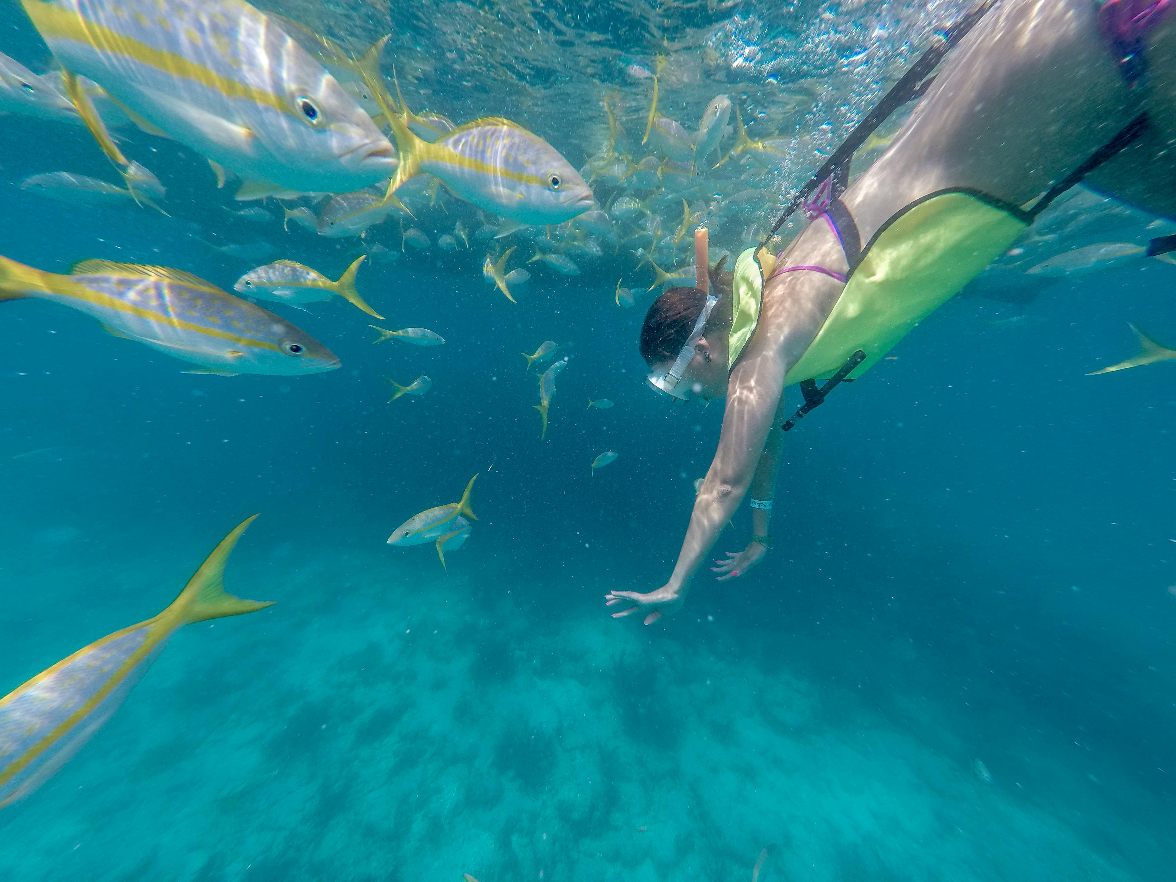 Snorkel do recife da manhã de Key West
