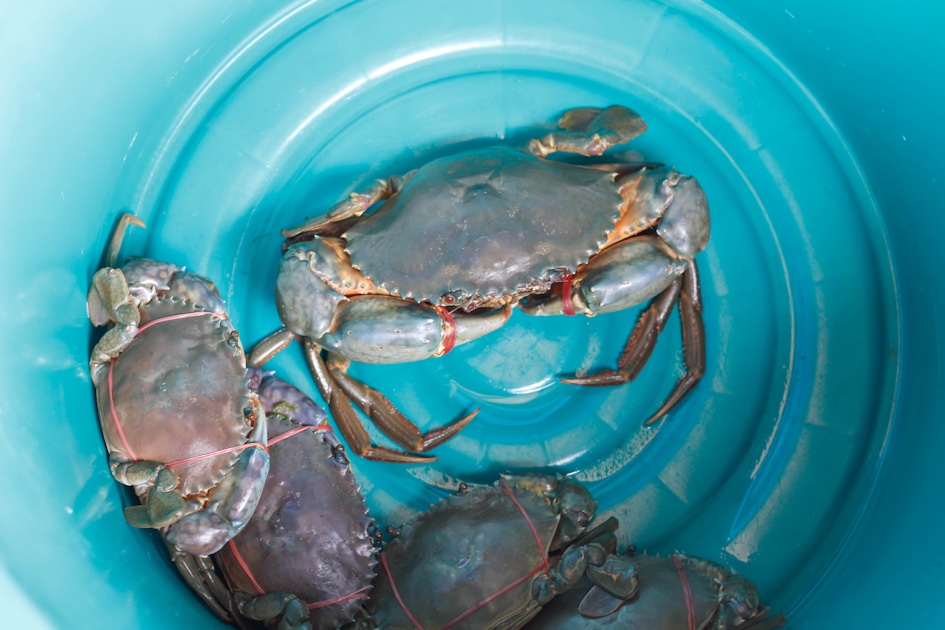 Night crab hunting tour in Umm Al Quwain from Dubai musement