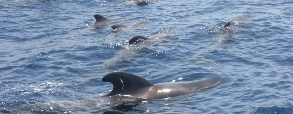 Tour di osservazione delle balene in catamarano Eden