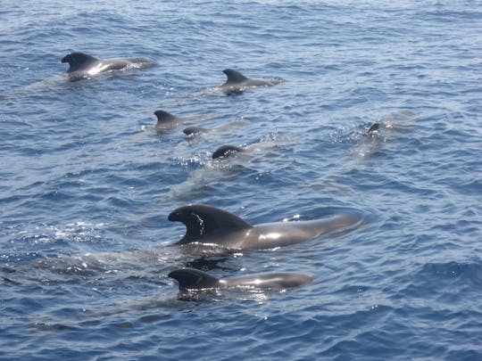 Paseo en avistamiento de ballenas en catamarán Eden.
