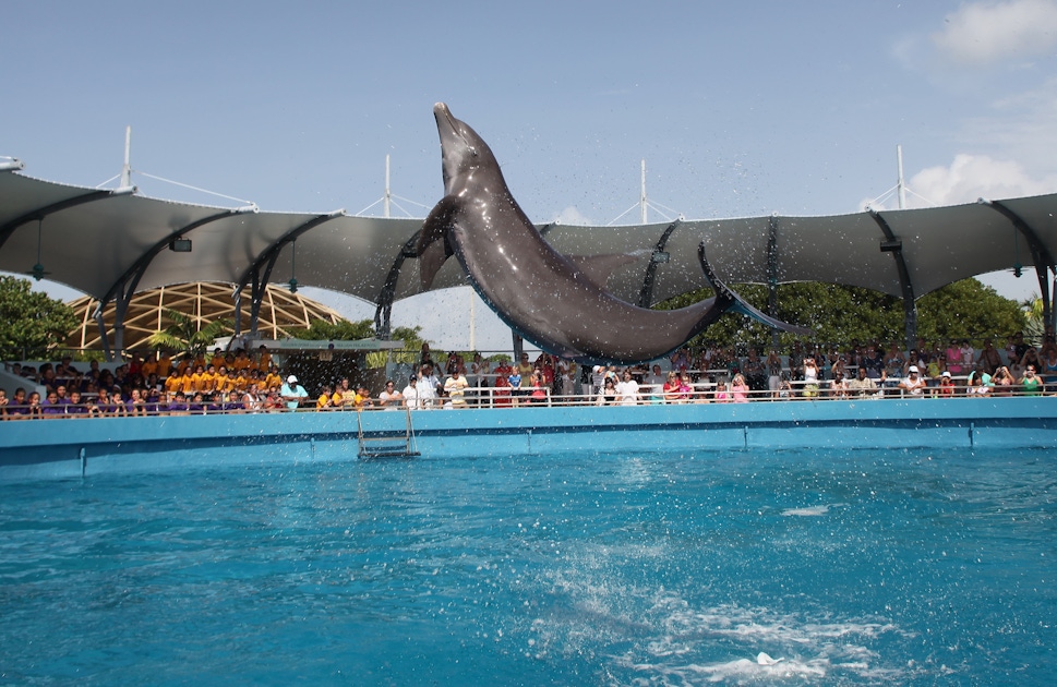 Dolphin Odyssey experience at the Miami Seaquarium | musement