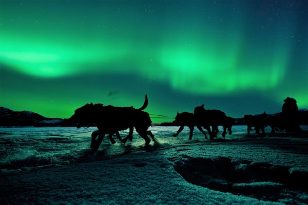 Hunting northern lights by husky sled