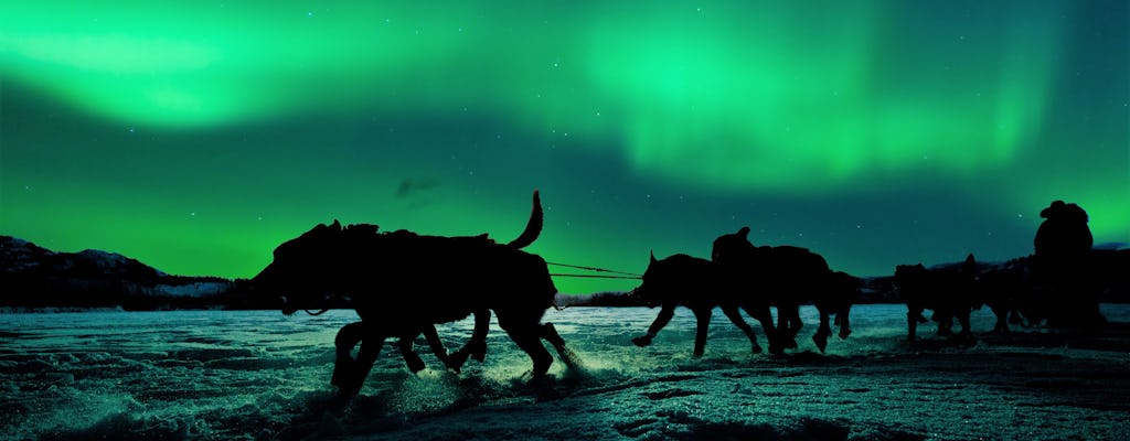 Hunting northern lights by husky sled