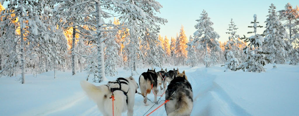 Experiencia de pesca en hielo y husky en Laponia