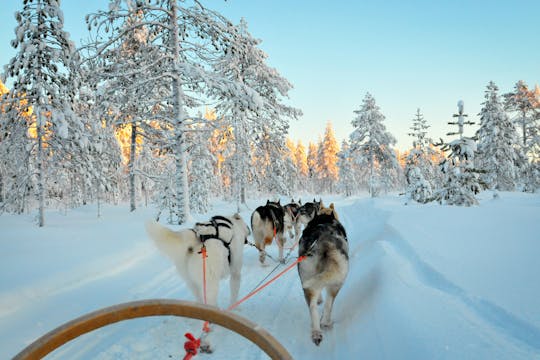 Experiencia de pesca en hielo y husky en Laponia