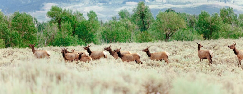 Tour di un'intera giornata al Lower Loop di Yellowstone