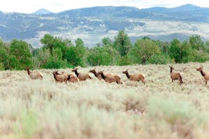 Yellowstone National Park: Day Trips and Tours from Jackson, Wyoming