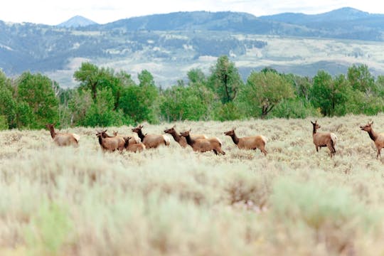 Visite d'une journée de la boucle inférieure de Yellowstone