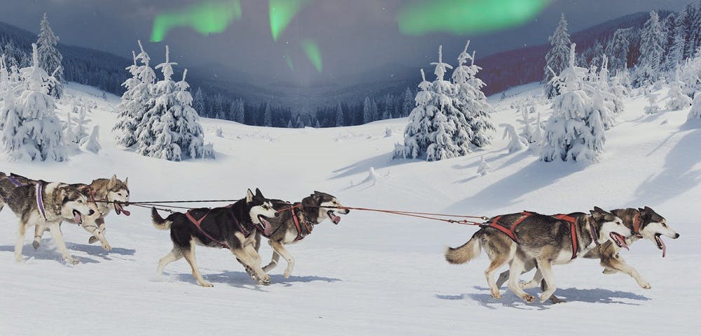 Snowmobiles and huskies in Lapland