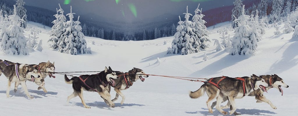 Snowmobiles and huskies in Lapland