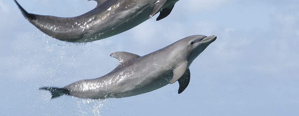 Dolphin Silver Encounter - Lucea