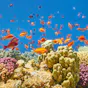 Marsa Alam - Quseir