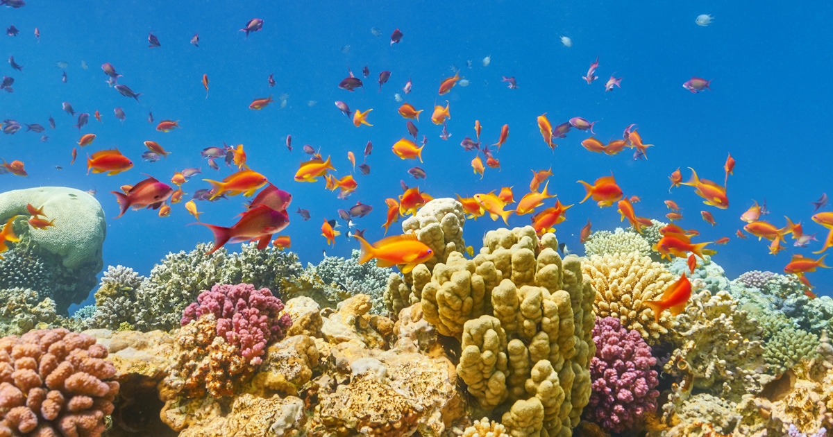Things to do in Marsa Alam - Quseir : Museums and attractions