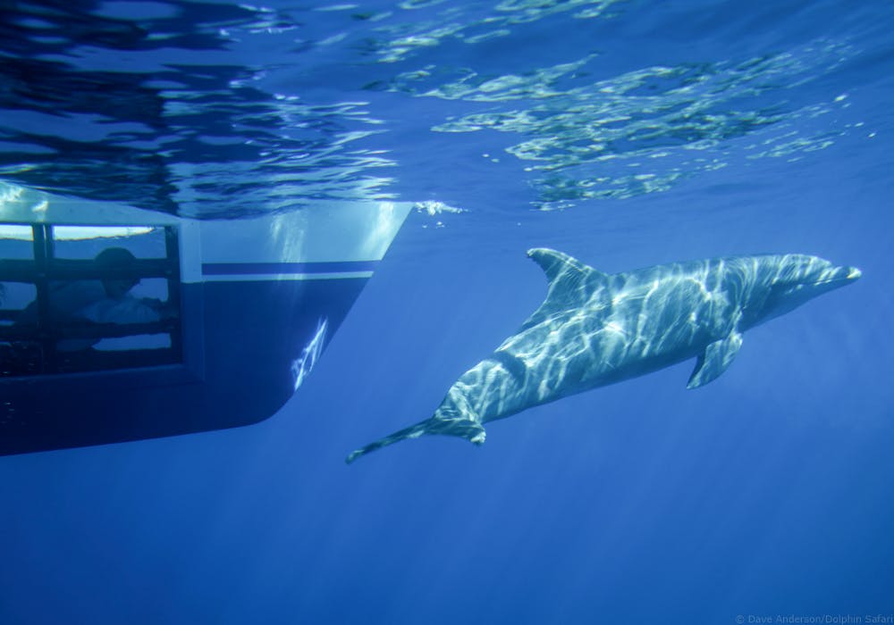 Safari de avistamiento de ballenas y delfines en Dana Point