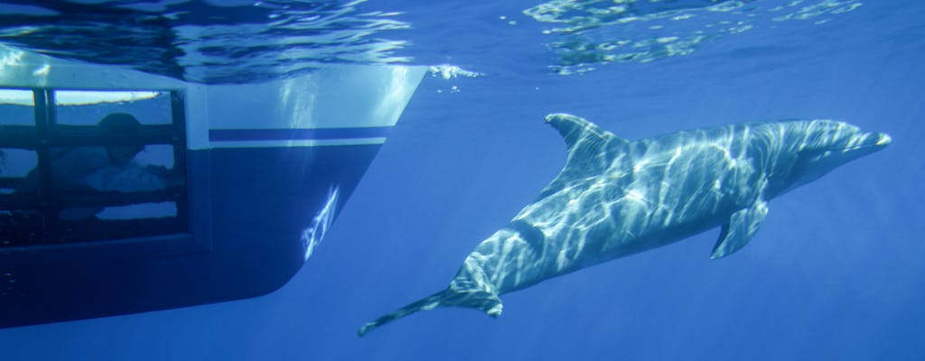 Dana Point safari di avvistamento di delfini e balene