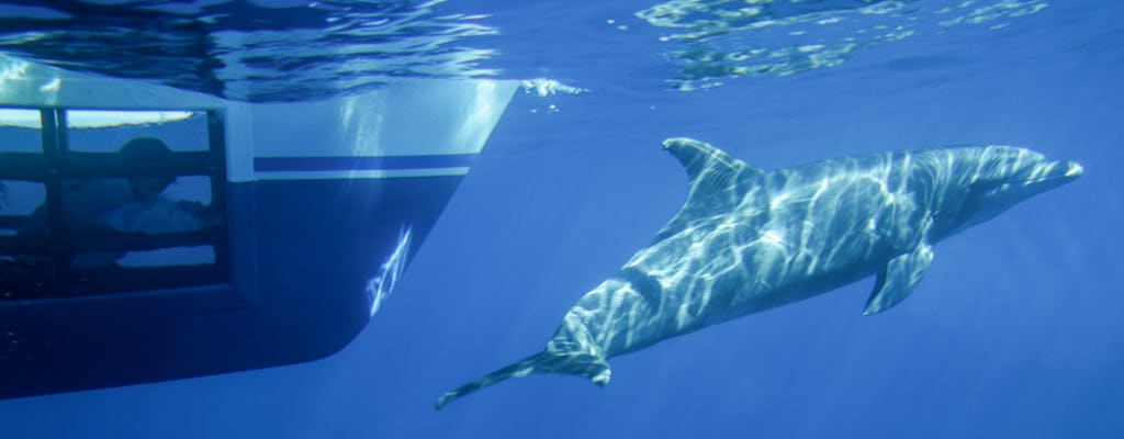 Safari d'observation des baleines et des dauphins à Dana Point