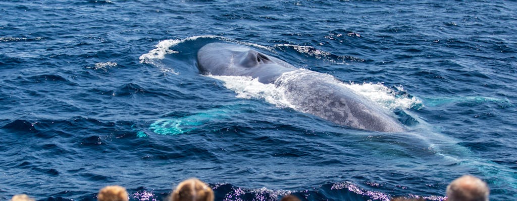 Safari ad alta velocità di osservazione delle balene dello zodiaco di Los Angeles Dana Point