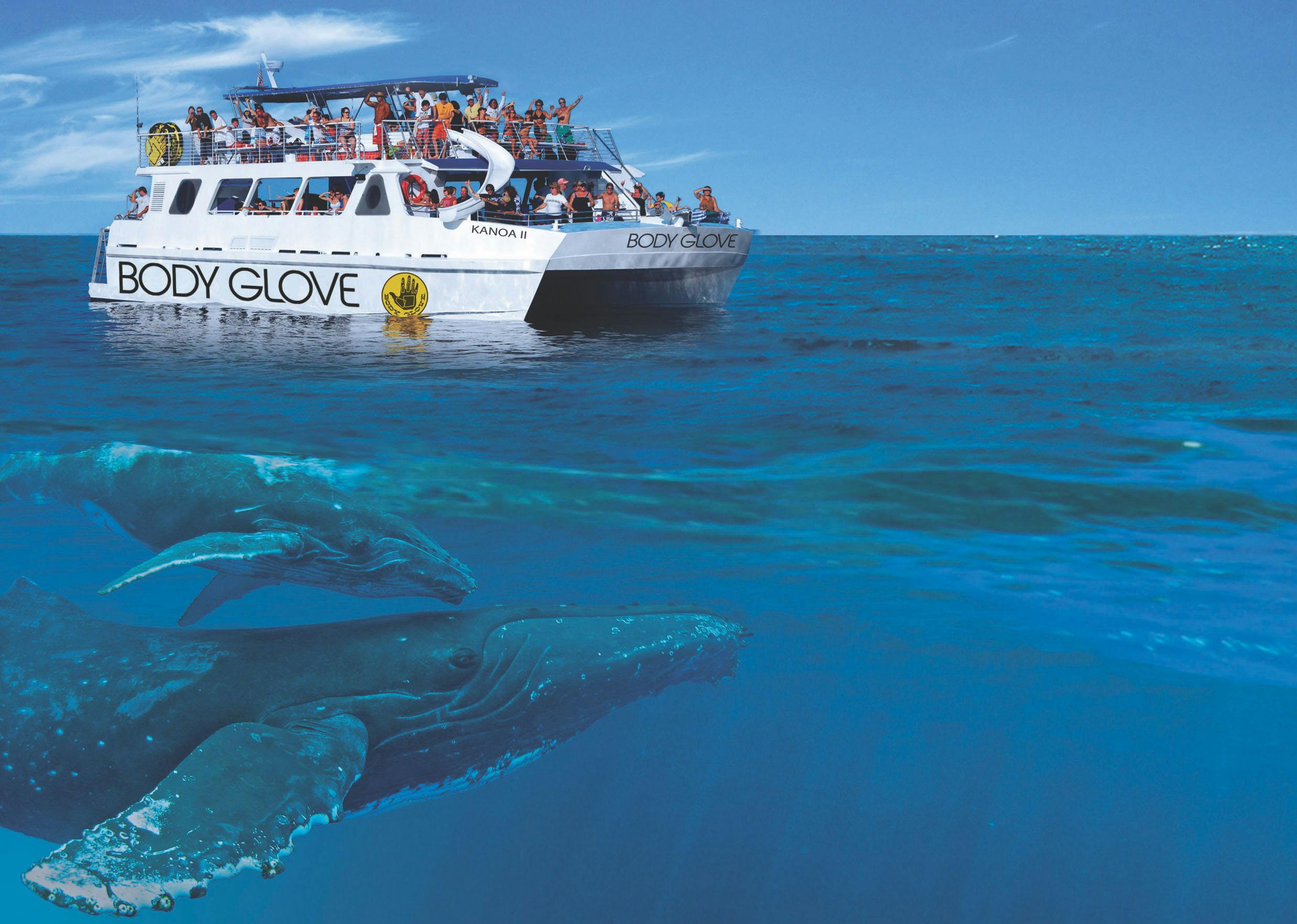 Excursão de observação de baleias saindo de Kona
