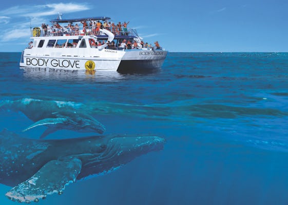 Excursie om walvissen te spotten vanuit Kona