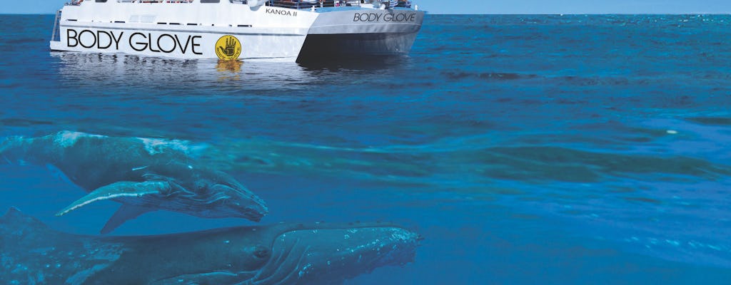 Excursão de observação de baleias em Kona