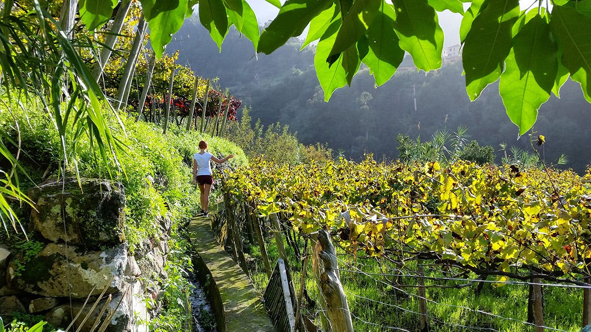 Madeira-Tagestour Weintour von Funchal