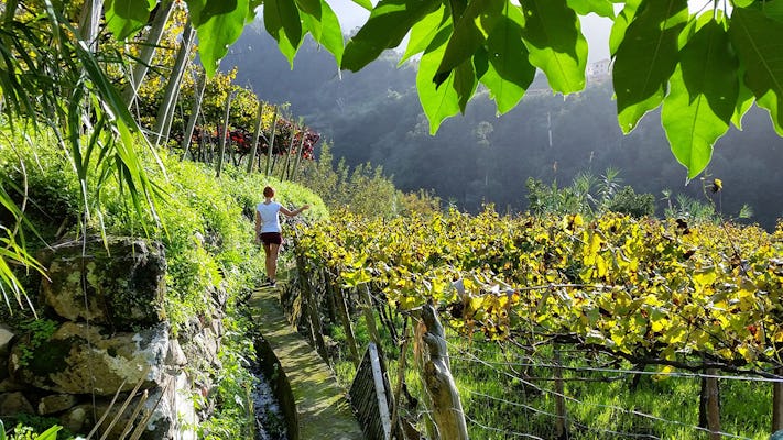 Wycieczka po Maderze na wino z Funchal