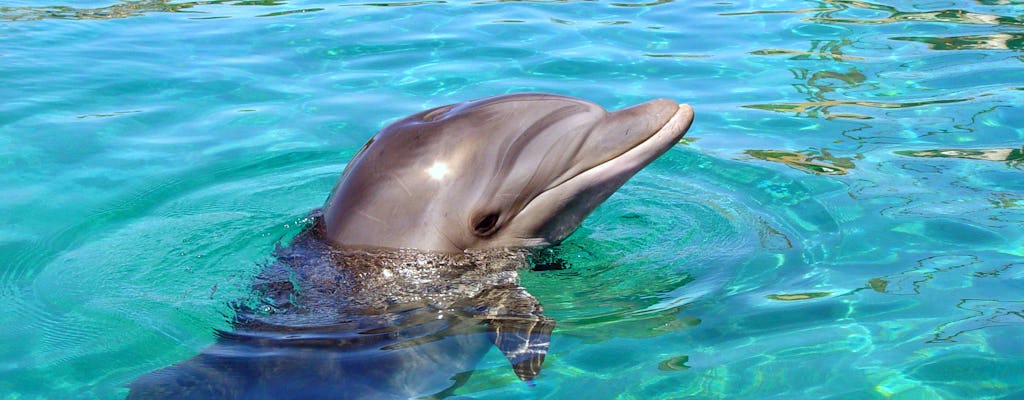 Dolphin Silver Encounter - Ocho Rios
