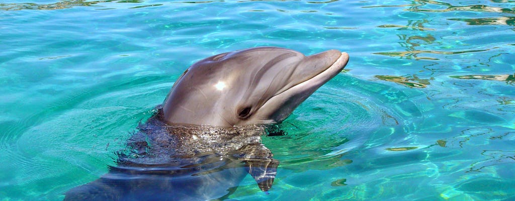 Przygoda z delfinami – Pakiet Silver – Ocho Rios