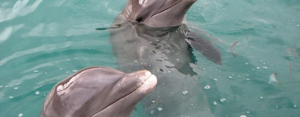 Dolphin Cove Gold - Ocho Rios