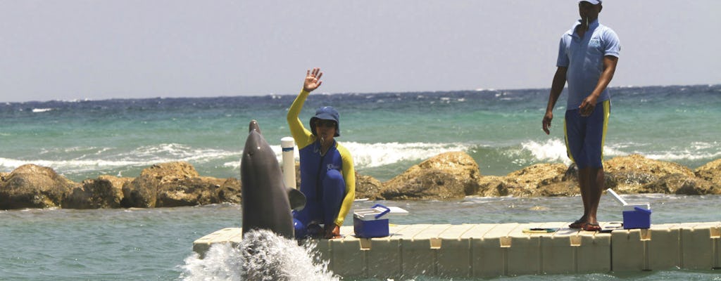 Experience de soigneur de dauphins - Dolphin Cove Ocho Rios